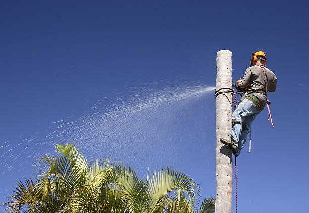 Best Tree Mulching  in Channelview, TX