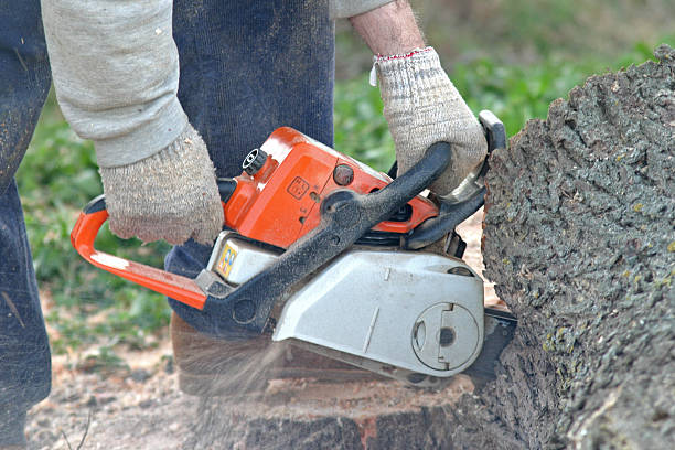 Reliable Channelview, TX Tree Care Solutions